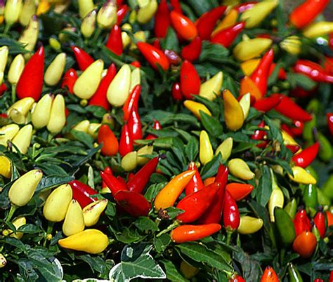 Chili Pepper Ornamental Prairie Fire Capsicum Annuum Seeds