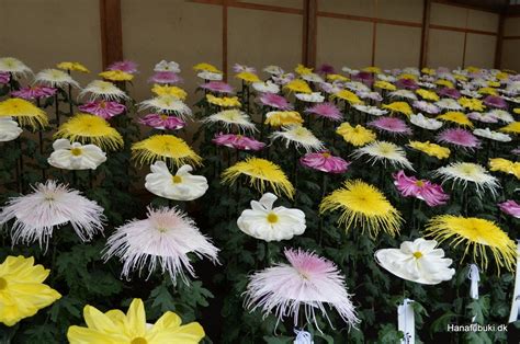 Kiku or chrysanthemum, exhibibition in Tokyo