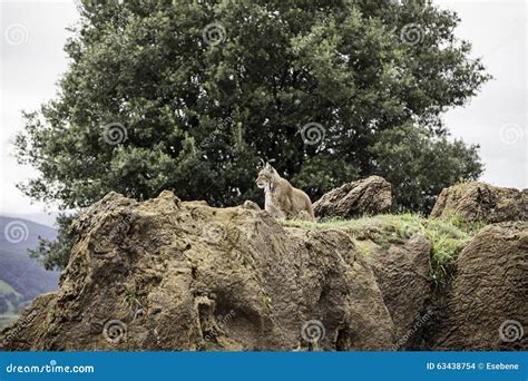 Wild lynx stock photo. Image of chick, animals, eurasian - 63438754