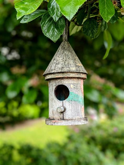 Old wooden bird feeder hanging on tree · Free Stock Photo