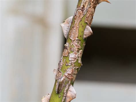 7 Harmful Rose Bush Diseases and How To Cure and Prevent Them ...