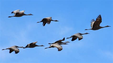 World Migratory Bird Day 2021 - Sing, Fly, Soar – Like a Bird ...