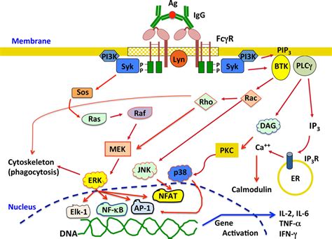 Frontiers | Fcγ Receptor Heterogeneity in Leukocyte Functional Responses