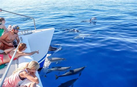 Dolphin & whale watching in Madeira - catamaran location