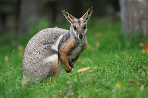 16 Animals That Live in Australia - WorldAtlas