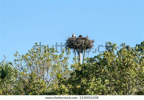 2,449 Sea Eagle Nest Images, Stock Photos, 3D objects, & Vectors | Shutterstock