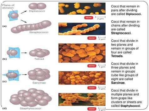 Different Morphology Of Bacteria