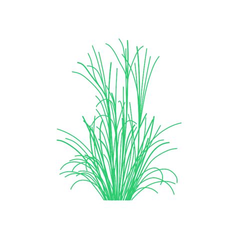 Grasses Dimensions & Drawings | Dimensions.com