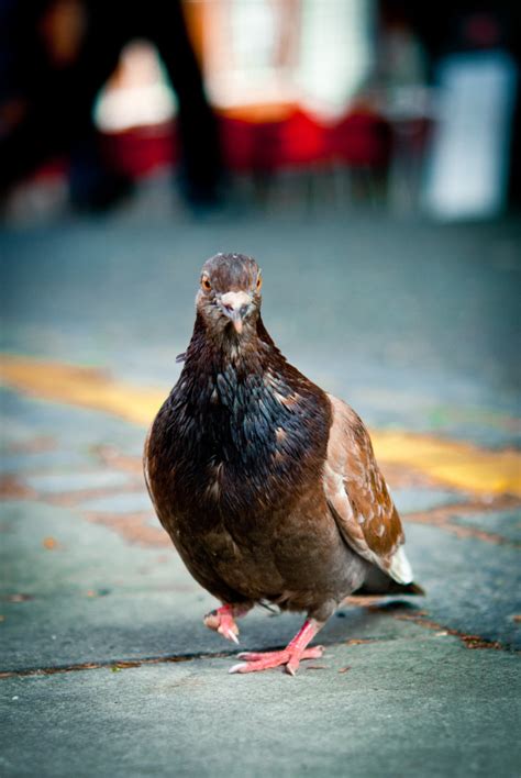 London Nature Notes: Pigeons | Londonist