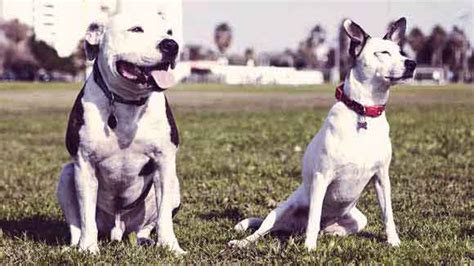 How to Train a Pit Bull