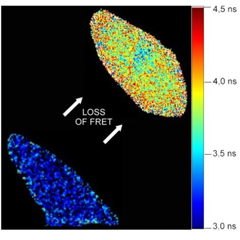 FRET Efficiency — Lambert Instruments