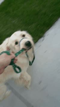 Leash GIFs - Get the best gif on GIFER