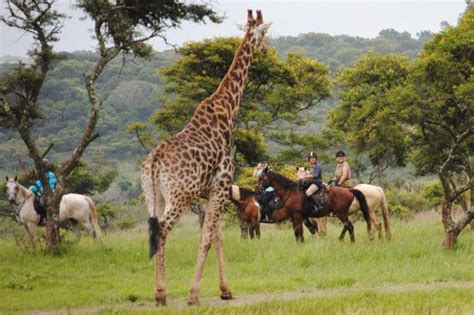 Safari Uganda | Uganda Safari Tours | Safari Uganda | Safaris Uganda