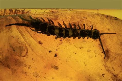 Detailed Fossil Centipede (Chilopoda) In Baltic Amber - Rare! For Sale (#87112) - FossilEra.com