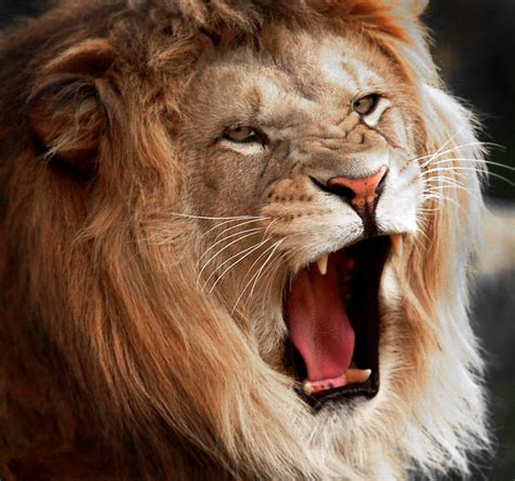 Roar!!! | Lion King All photography (c) i:am. photography / … | Flickr