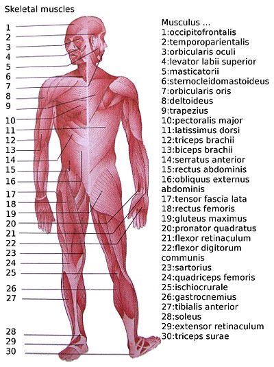 Liste des muscles du corps humain — Wikipédia