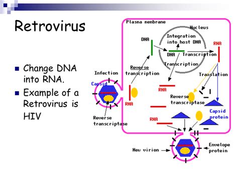 Viruses - Presentation Biology