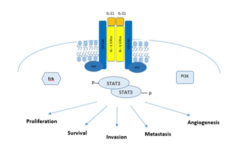 The Potential Role of Interleukin-11 in Epithelial Ovarian Cancer