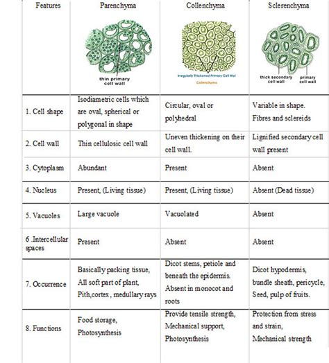 Plant tissues - BIOLOGY4ISC