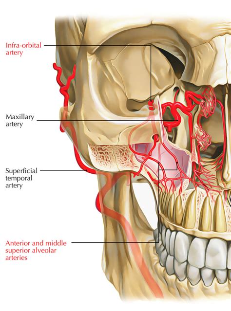 Infraorbital Artery – Earth's Lab