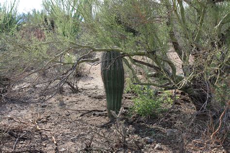 Desert Cacti - Cactus Garden: The Sonoran Desert with Child-Friendly Facts