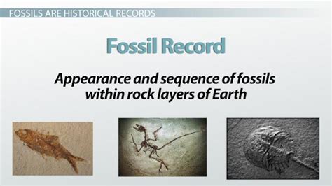 Fossil Record Evidence For Evolution