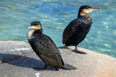 White-Breasted Cormorant | The Maryland Zoo