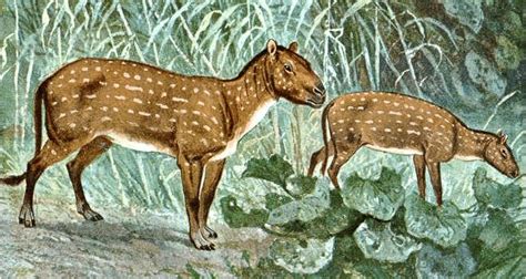 El Eohippus o "caballo del alba" existió hace unos 50 millones de años, siendo originario de ...