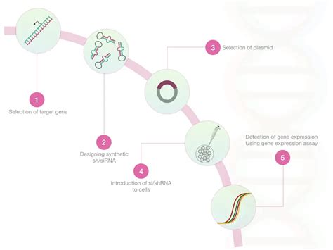 RNA Interference (RNAi): A Process Of Gene silencing