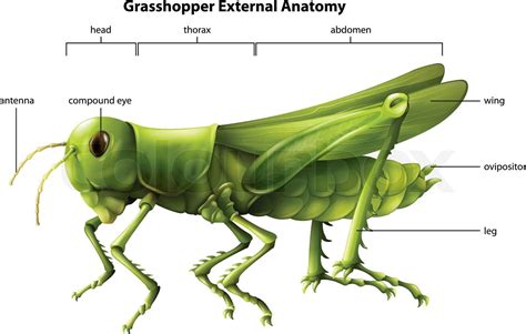 grashüpfer, trommelfell, anatomie | Stock-Vektor | Colourbox