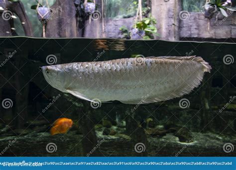 Big fish in the aquarium stock image. Image of oceanarium - 211568183