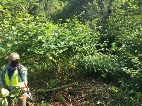 Invasive Plant Profile: Japanese Knotweed (U.S. National Park Service)