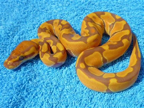 Sunbeam - Morph List - World of Ball Pythons | Ball python, Cute snake, Pet snake