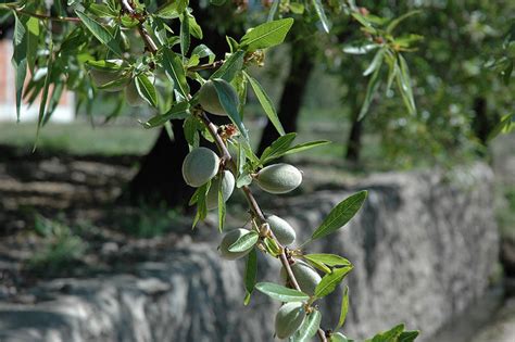 Almond | Diseases and Pests, Description, Uses, Propagation