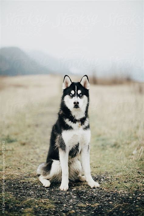 Blue Eyed Husky Dog Sits In Misty Foggy Field by Phil Chester ...