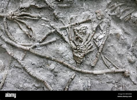 Detail of ancient sea bottom, contour with plant fossils, Palaeontology museum, Moscow, Russia ...