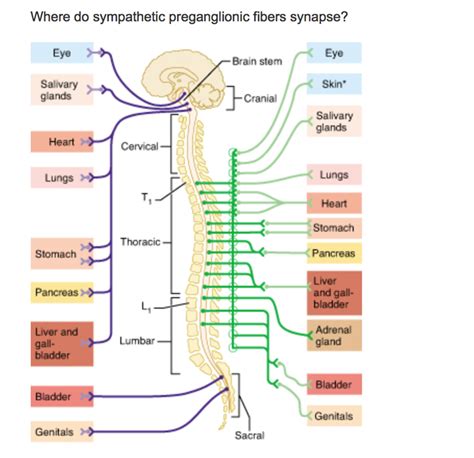 (Get Answer) - Where do sympathetic preganglionic fibers synapse?. Where do...| Transtutors