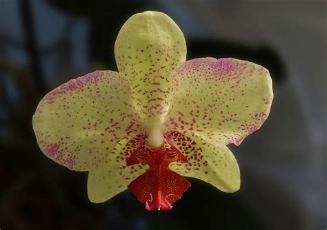 Moth Orchid Photograph by Geoff Whiting | Fine Art America