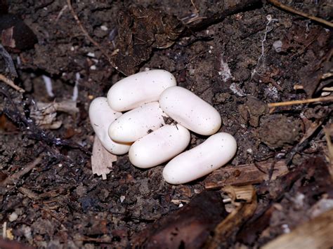 Everything You Need to Know About Snake Eggs (10 Pictures)