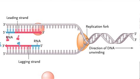 Replication Fork