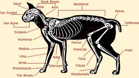 pet articles: Pets Cats Body Anatomy