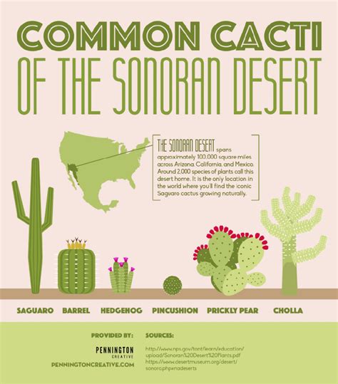 Common Cacti Of The Sonoran Desert | Pennington Creative