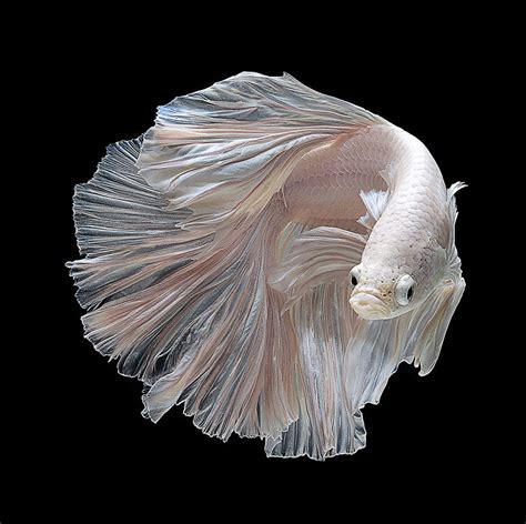 Hypnotizing Portraits Of Siamese Fighting Fish By Visarute Angkatavanich | DeMilked