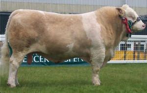 Simmental | The Cattle Site