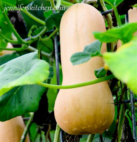 Can You Eat the Leaves on a Squash Plant? | Jennifer's Kitchen