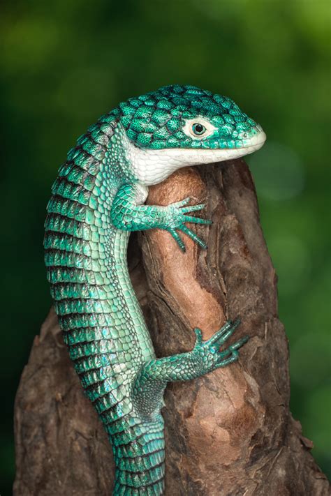 Mexican alligator lizard - Jim Zuckerman photography & photo tours