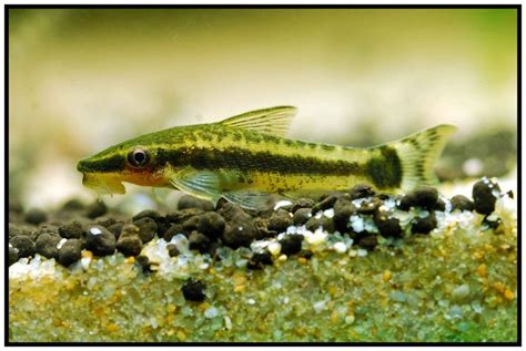 Otocinclus Cat fish | Fish pet, Pets, Catfish