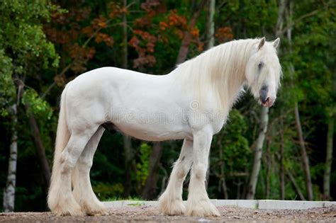 White horse in autumn. White Shire horse standing in the forest at autumn , #affiliate, #autumn ...