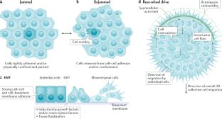 Mechanisms of 3D cell migration | Nature Reviews Molecular Cell Biology