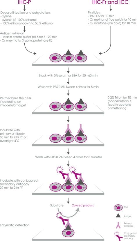 ihc protocol abcam – immunohistochemistry protocol abcam – Dadane